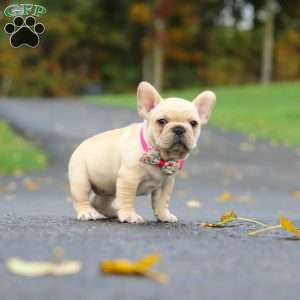 Allie, French Bulldog Puppy